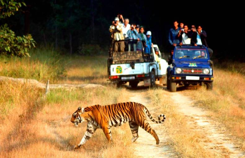 Jim Corbett Jeep Safari