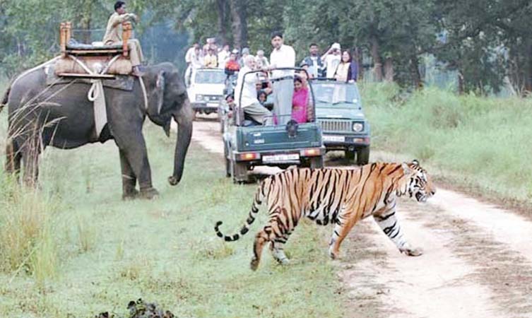 Corbett Jungle Safari